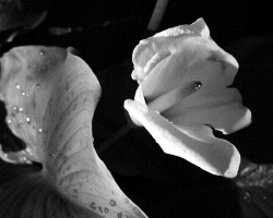 Calla original image